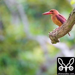 巣は完成していますが、産卵はまだ。あと、数日後には抱卵に入って観察が難しくなるでしょう。