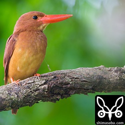 メスの方が替わっていました。メスが替わると求愛給餌の場所も変わります。以前のメスはどこかで死んだのでしょうか?
