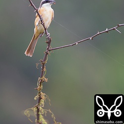 バッタをさかんに捕っていました。