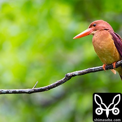 アカショウビンは足が短すぎて地面におりると歩けないし、身震いするとくちばしが大きすぎてバランスを崩して枝から落ちます…。^^;