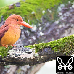 苔の生したセンダンにアカショウビン。