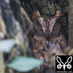 コノハズクは木と一体化していて、見つけた時は目の前でぎょっとしました。^^;