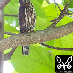 アオバズクのオス。