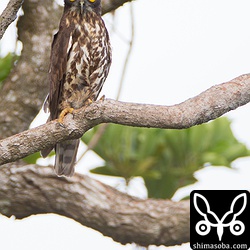 アオバズクのメス。