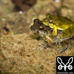 カップルもちらほら。