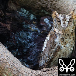 コノハズクのメス。