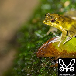 鳴いてる姿はなかなか撮れず…。^^;