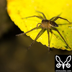 よくわからないクモもいました。脚を水中につけて振動で小さな魚を狙っているようでした。