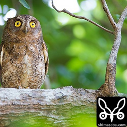 コノハズクのオス。上のメスとペアです。以前から、鳴き声だけは近くで聞こえていたのですが、今回やっと姿を現してくれました!!オスの方が赤みが強い個体でした。