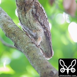 コノハズクのメス。