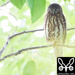 警戒心の無い個体で、寝てしまったので退散です…。^^;