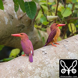 右がオスで左がメス。巣穴を掘り終わったメスが小声で鳴いています。