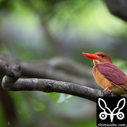 林道でアカショウビン。高い場所にとまっていたので手持ち。重い…。^^;