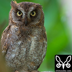 運転中に鳴き声がしたので探してみるといました。^^この後、わたしの頭を越して反対側の藪に消えていきました。