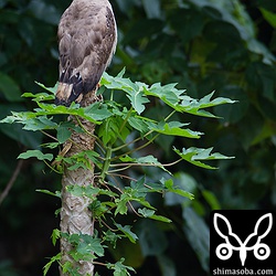 幼鳥の羽から若鳥の羽に変わりつつあります。