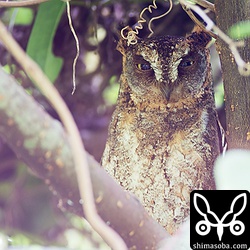 高いところで、つるが絡まったところにいてど逆光…。色がおかしいですね。^^;