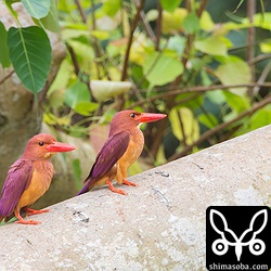 同じ方を向いてかわいいねー。^^