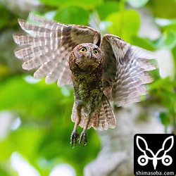 飛びました!! コノハズクは体に不釣り合いなほど長くてしなやかな翼を持っています。^^