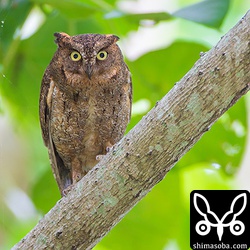 防風林を歩いていると3羽目のコノハズクを見つけました!!