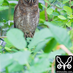 こちらのコノハズクは藪の奥にいました!!