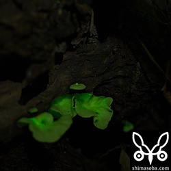 シロヒカリタケ。