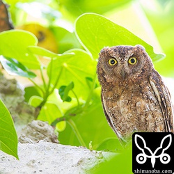 ハスノハギリの葉に隠れているのですが、メジロにモビングされるので見つかってしまいます。