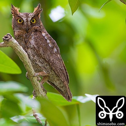 コホーコホーと鳴き声の主を探すといました。オスのコノハズク。^^動画で小鳥にモビングされているのはこの個体。