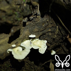 こちらは懐中電灯で照らしたところ。種名がわかるひと教えてください。-> シロヒカリタケでした。