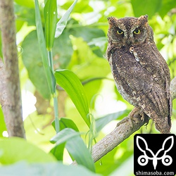 雨が止んだのでコノハズクも出てきました。^^もう1羽いたのですが、ハスノハギリの葉っぱの隙間からお尻だけ出てる状態でした。