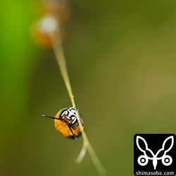 大あごで枝をがっちり掴んでいます。メタリックな顔ですねー。