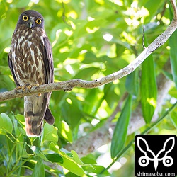 アオバズクはほんと緑が似合います。^^