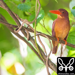 アカショウビンもいました。