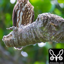 このアオバズクの縄張りに巣立ちしたカラスが入ってしまい、アオバズクがカラス数羽を相手に空中戦を繰り広げていました。最終的には、カラスを全部追い払っていました。猛禽は気が強いねー。