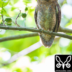 あきらめかけていたところにコノハズクの鳴き声が!!しばらく鳴き声の方を探したのですが、見当たらず、帰ろうと振り返ったら目の前にいました。^^;