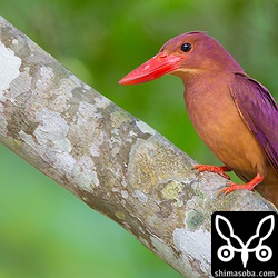 オスらしいオスでした。今年は渡ってくるのが遅くて心配でしたが、いつもの縄張りに帰ってきました。^^