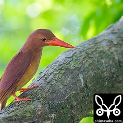 昨年と違うメスとペアになったオスのアカショウビン。巣は、タカサゴシロアリの巣に作ったのですが、入り口が壊れて抱卵中のメスが丸見えなんですがいいのだろうか…。