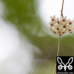 サクラランが高いところで咲いていました。