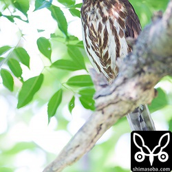 アオバズクもコノハズクも抱卵に入っています。^^