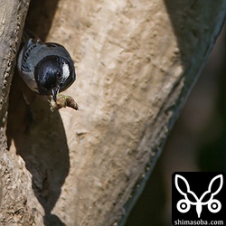 中まで運ぶのですが、ヒナに与えずに出てくるので巣立ち間近ですね。^^