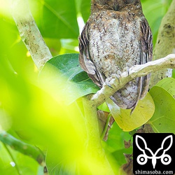 かなり高い場所で、ずーっと寝ていましたが、カラスが近くに来たときに少しだけ目を開けてくれました。^^