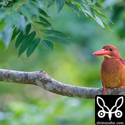 緑と赤のコントラストが美しいです。