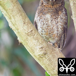 かわいいコノハズク。頭のてっぺんに角が生えています。^^