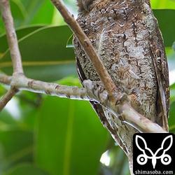 片目しか見えないと異様な感じ。