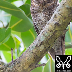 フクギの高いところで鳴いているので探すのに首が疲れました…。^^;