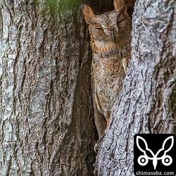 こちらも毎年営巣する場所。予想では、一番早く巣立ちそうです。オスは、後ろの木に止まっていました。