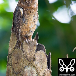毎年、コノハズクが営巣する場所ですが、初めてメスを見ました。^^オスは見当たらず。