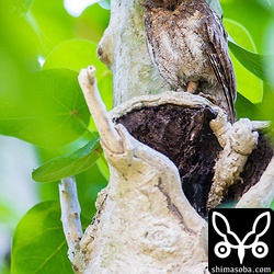 ここのコノハズクもヒナが順調に育っているようで巣穴のそとに親鳥が追い出されていました。^^
