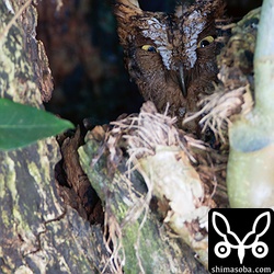 コノハズクの巣立ちはまだ。いつになるのだろ?