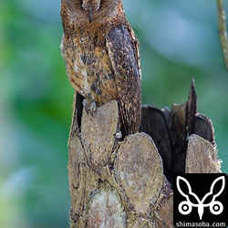 近くでカラスも営巣していますが、オスのコノハズクはカラスの親がカラスのヒナに餌を持ってくるたびにアタックしています。^^;メスは、巣の入り口で待機。