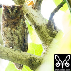 漁港のコノハズクは葉っぱが茂りすぎて見つけにくくなっていますがなんとか見つけました。